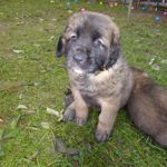 Anouk (Agathe Magic), Gelbes Halsband